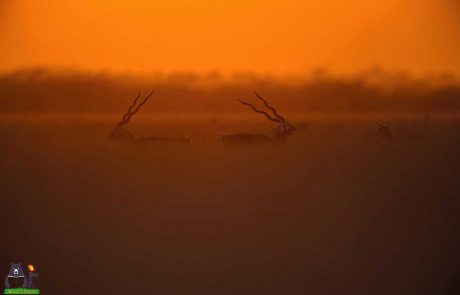 Black Buck Males